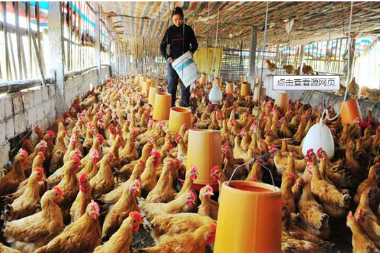 农产品、养殖户资产评估